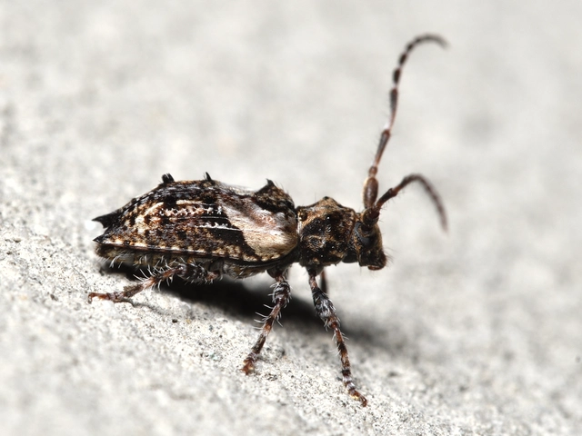 Pogonocherus hispidus - kéttövises ecsetcincér