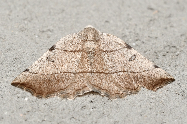 Eilicrinia trinotata - háromjegyű araszoló