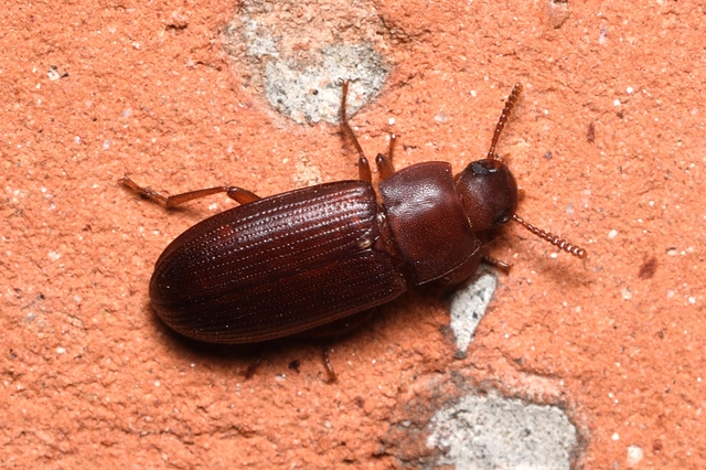 Cynaeus angustus - kukoricarontó gyászbogár