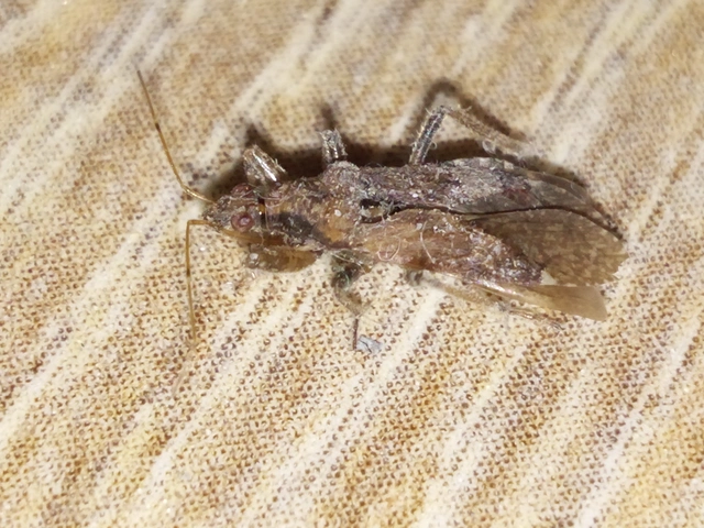 Nabidae - tolvajpoloskák