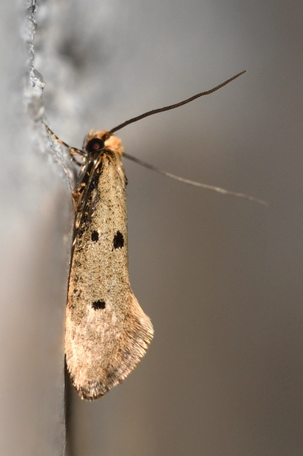 Tinea trinotella - hárompettyes fészekmoly