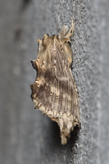 Pterostoma palpina - csőrös púposszövő