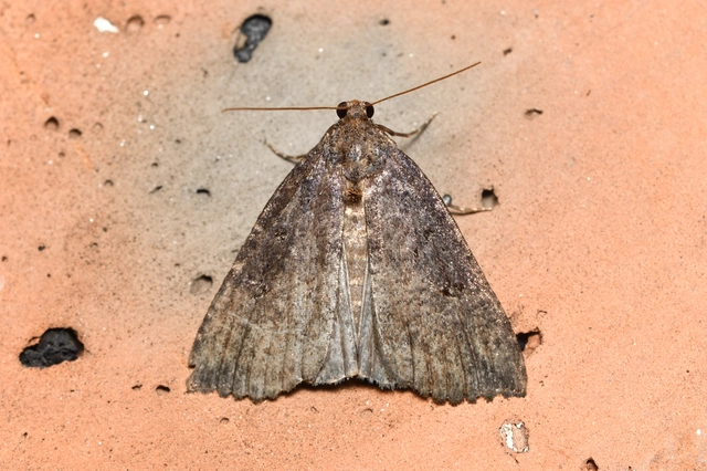 Hypena rostralis - közönséges karcsúbagoly