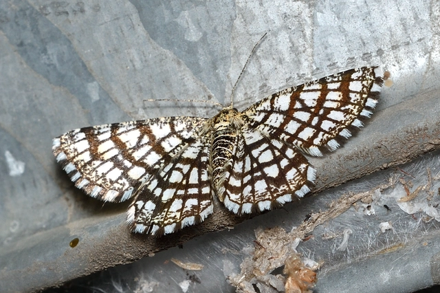 Chiasmia clathrata - rácsos rétiaraszoló