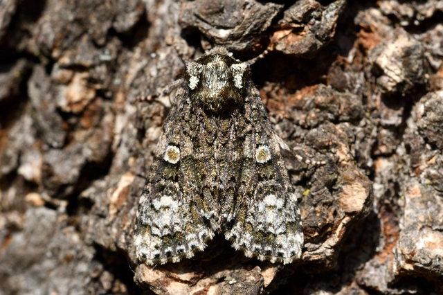Craniophora ligustri - fagyalbagoly