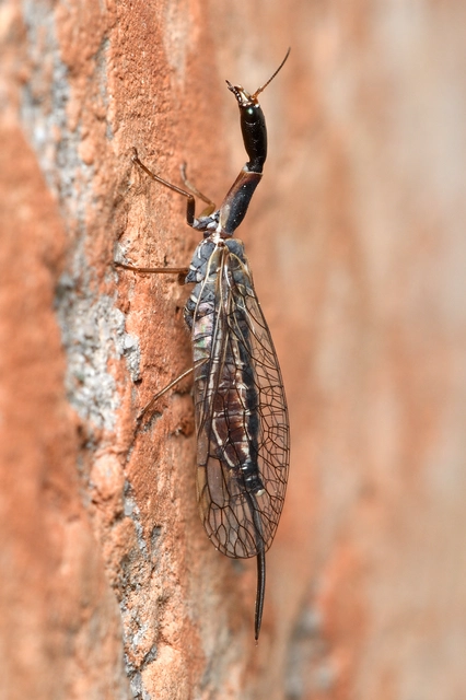 Raphidioptera - Tevenyakú-fátyolkák