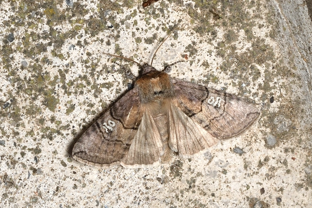 Tethea ocularis - pápaszemes pihésszövő
