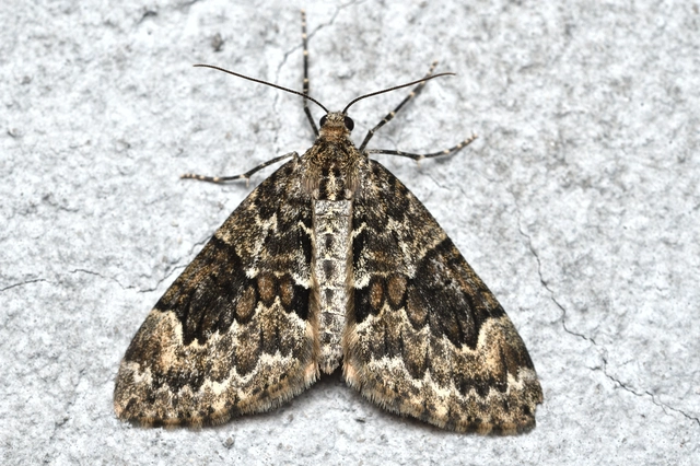 Thera variata - változékony fenyőaraszoló