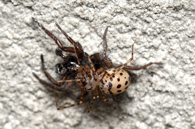 Scytodes thoracica - közönséges csupaszpók