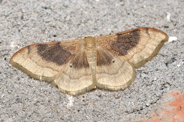Idaea degeneraria - barnasávos araszoló