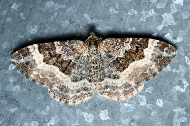 Epirrhoe alternata - galaj-tarkaaraszoló