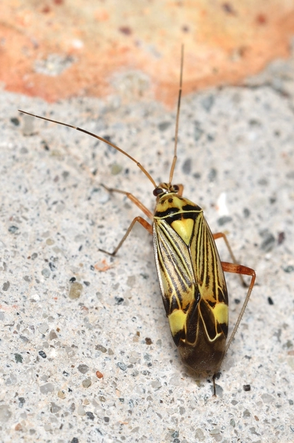 Rhabdomiris striatellus - zebra-mezeipoloska