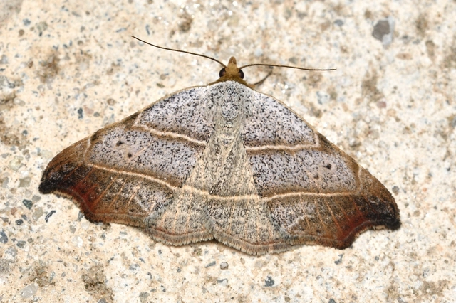 Laspeyria flexula - zuzmóbagoly