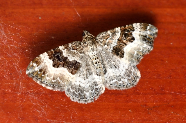 Epirrhoe alternata - galaj-tarkaaraszoló
