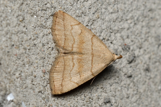 Herminia tarsicrinalis - szőröslábú karcsúbagoly