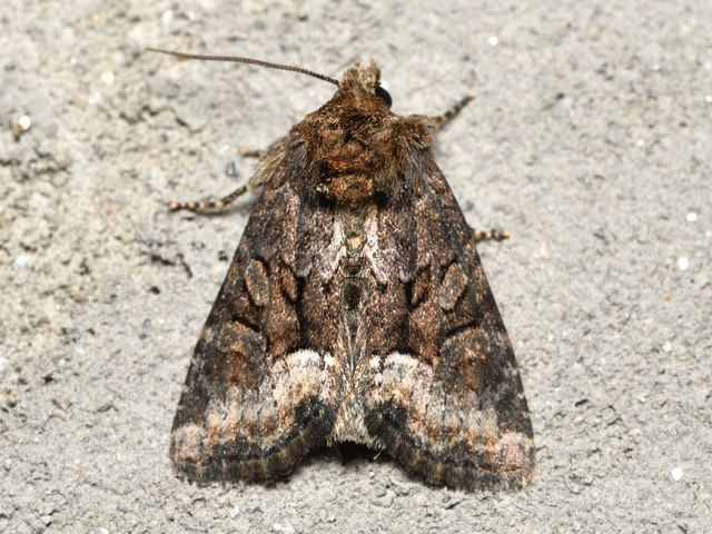 Oligia strigilis/latruncula/versicolor