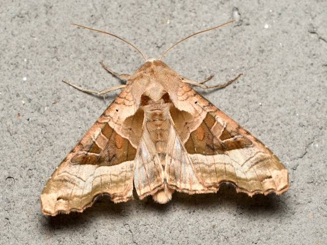 Phlogophora meticulosa - vándorló csipkésbagoly