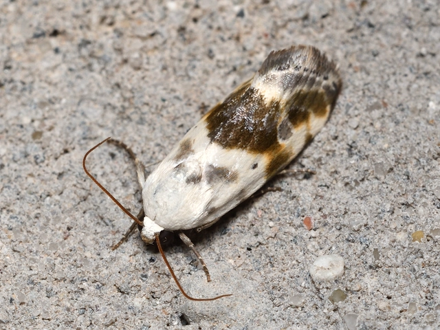 Ponometia candefacta - parlagfűbagoly