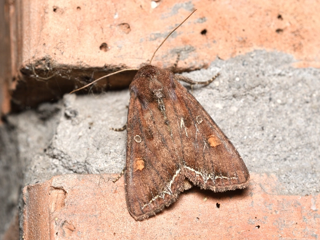 Lacanobia oleracea - saláta-kertibagoly