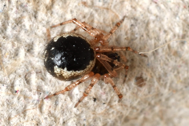 Sardinidion blackwalli