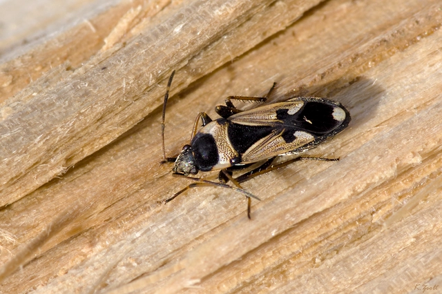 Raglius confusus