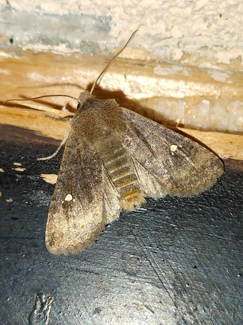 Eupsilia transversa - holdacskás télibagoly