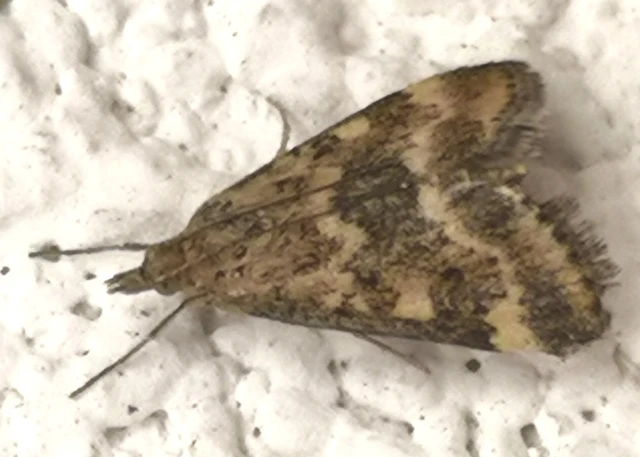 Pyrausta despicata - réti bíbormoly