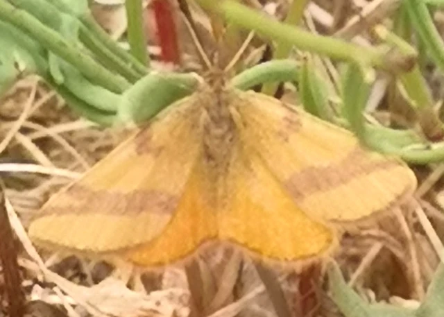 Lythria cruentaria - bíborcsíkos araszoló
