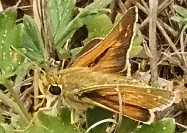 Hesperia comma - vesszős busalepke