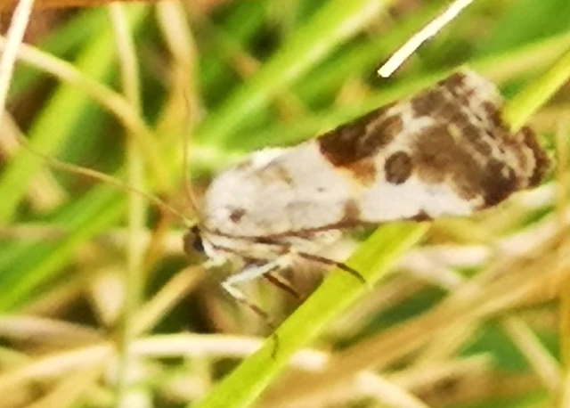 Ponometia candefacta - parlagfűbagoly