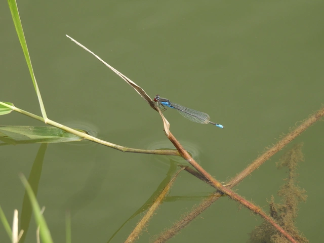 Erythromma viridulum - kis pirosszemű-légivadász