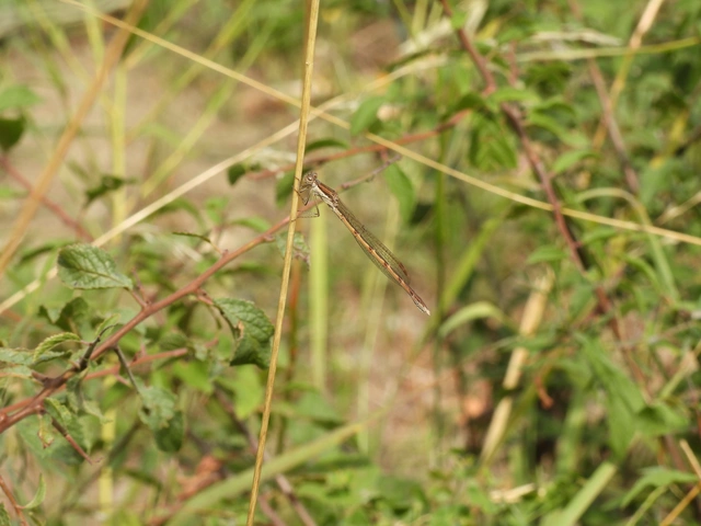 Sympecma fusca - téli rablószitakötő
