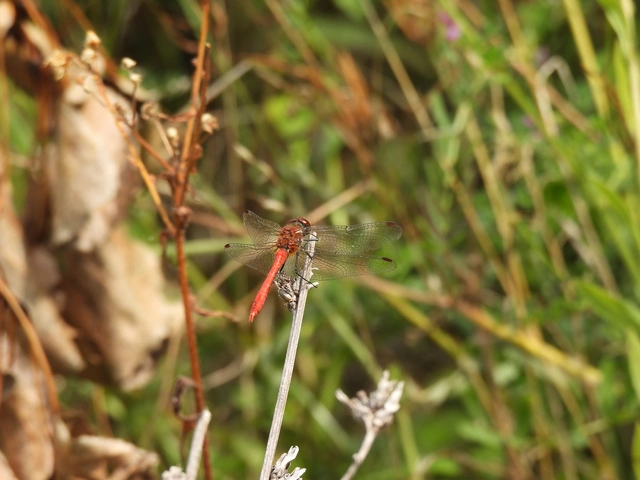 Sympetrum sanguineum - vörös katona-szitakötő