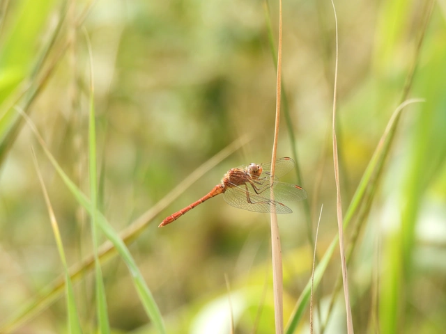 Sympetrum meridionale - fakó katona-szitakötő