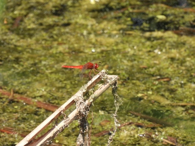Crocothemis erythraea - skarlát szitakötő