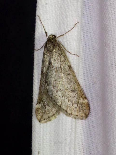 Alsophila aescularia - vadgesztenye-araszoló