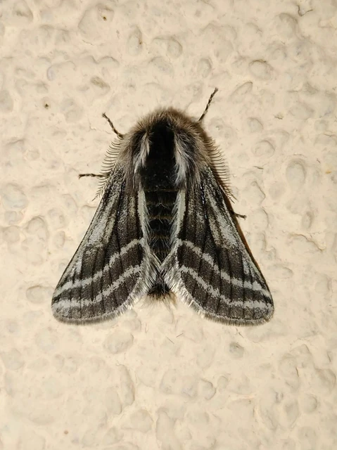 Lycia zonaria - öves tavasziaraszoló