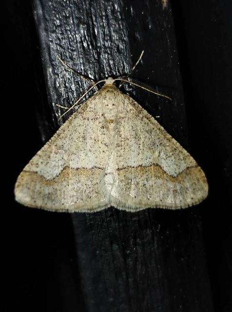Agriopis marginaria - sárgás téliaraszoló
