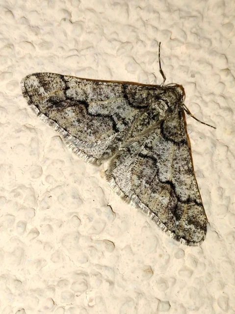 Agriopis leucophaearia - tölgy-tavasziaraszoló