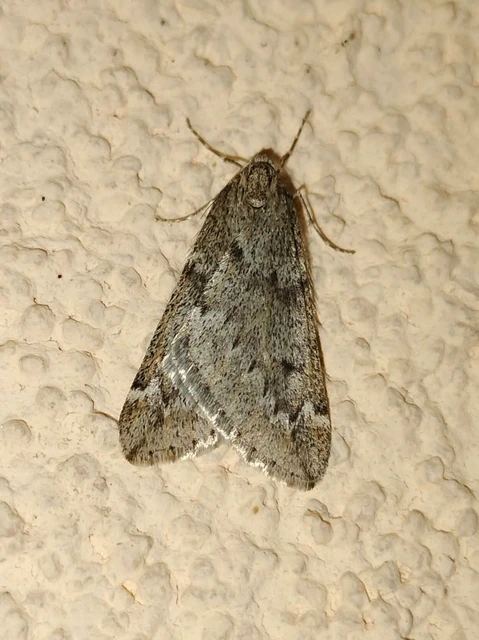 Alsophila aescularia - vadgesztenye-araszoló