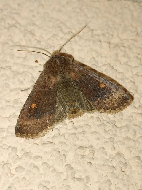 Eupsilia transversa - holdacskás télibagoly