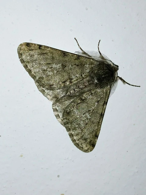 Apocheima pilosaria - zöldes tavasziaraszoló