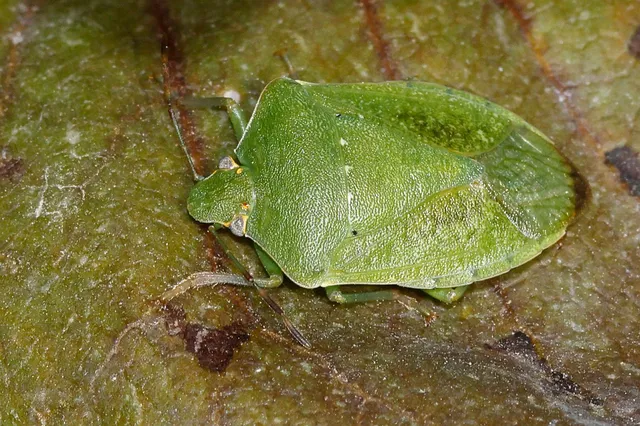 Nezara viridula - zöld vándorpoloska