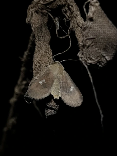 Eupsilia transversa - holdacskás télibagoly