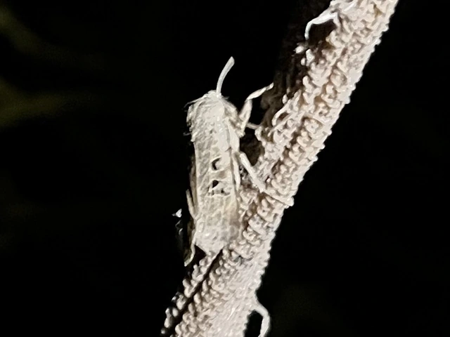 Conistra rubiginosa - szürke télibagoly