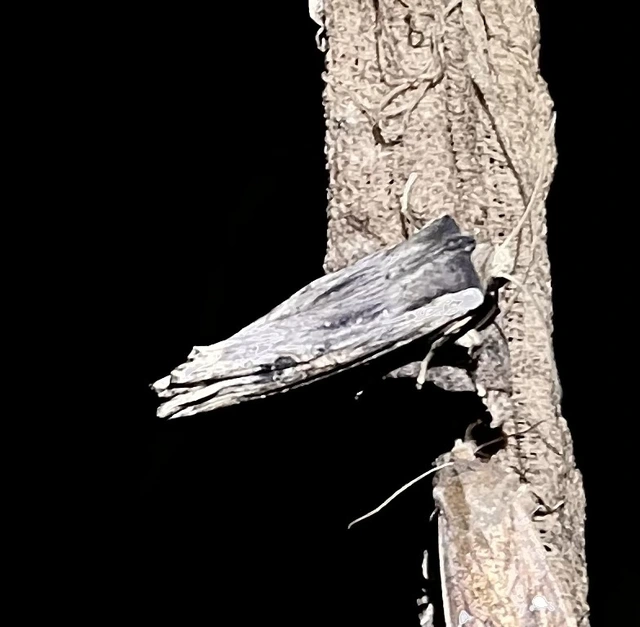 Xylena exsoleta - szürke fabagoly