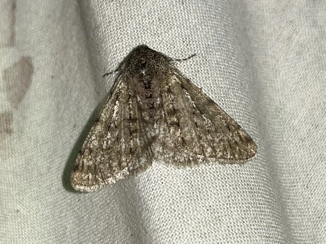 Apocheima pilosaria - zöldes tavasziaraszoló