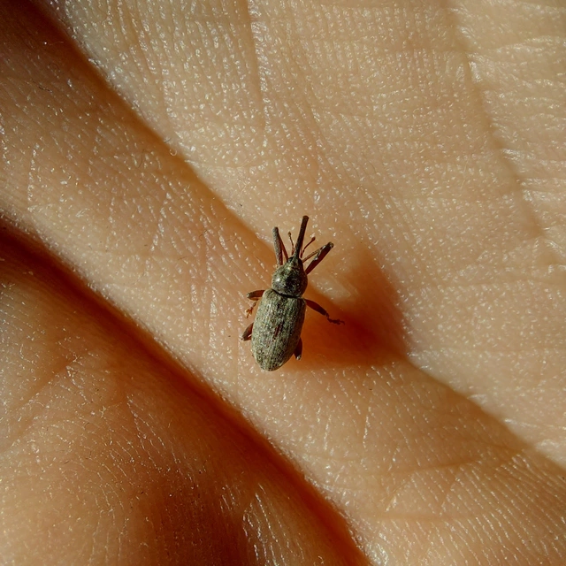 Dorytomus longimanus - kétalakú hangormányos