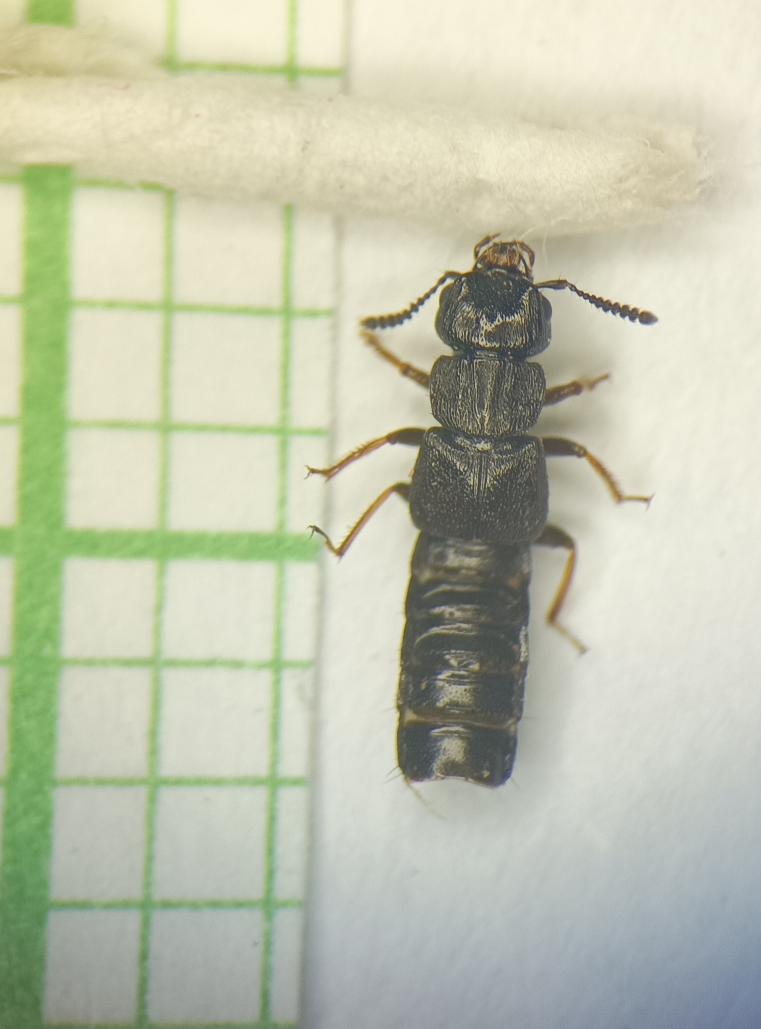 Anotylus sculpturatus - vésetthátú korhóholyva