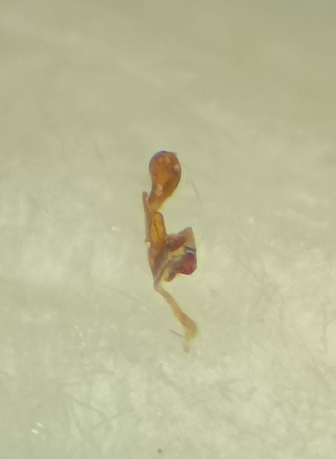 Anotylus sculpturatus